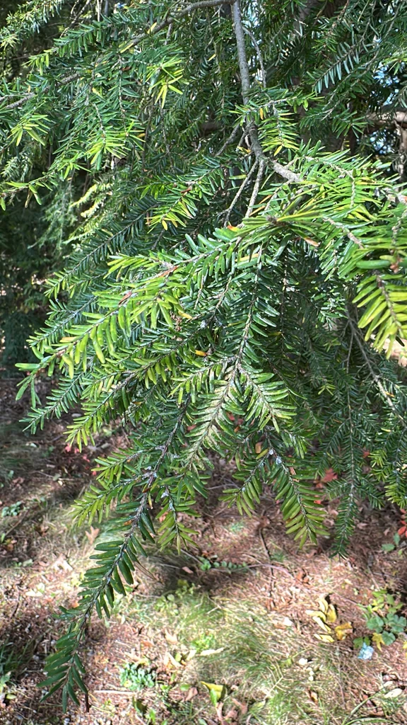 Tsuga Canadensis