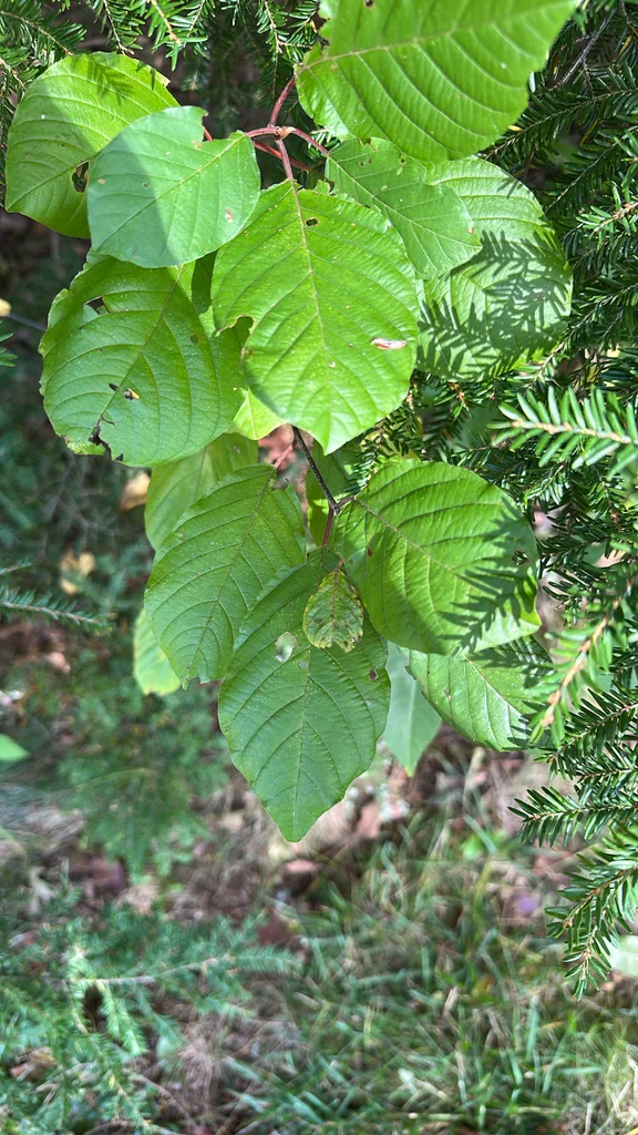 Rhamnus frangula