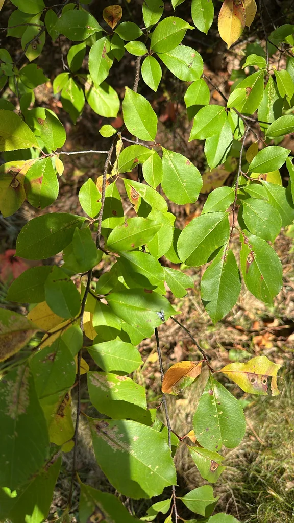 Prunus Serotina