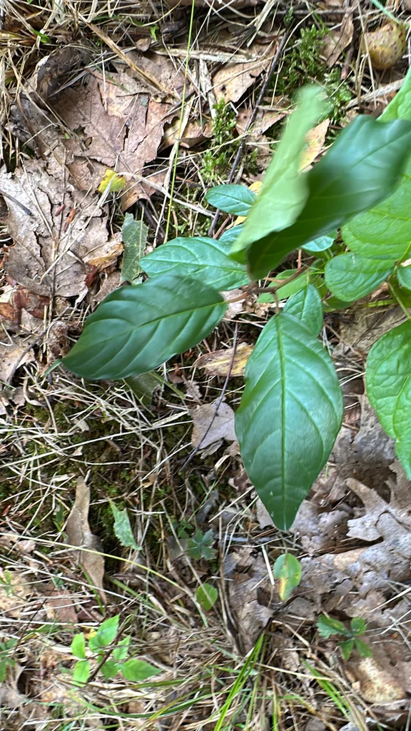 Rhamnus frangula