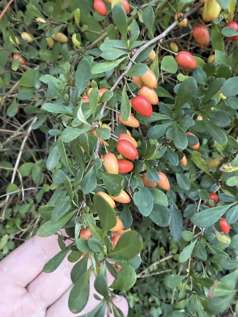 Berberis Thunbergii
