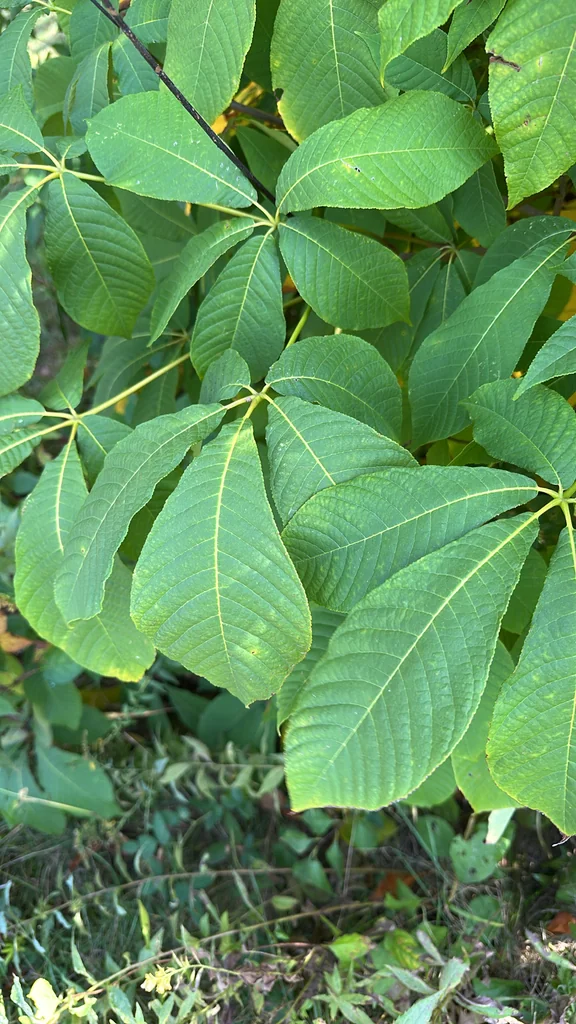 Aesculus Parviflora