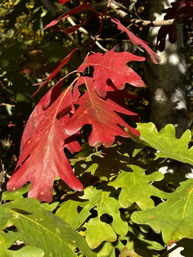 Quercus Alba