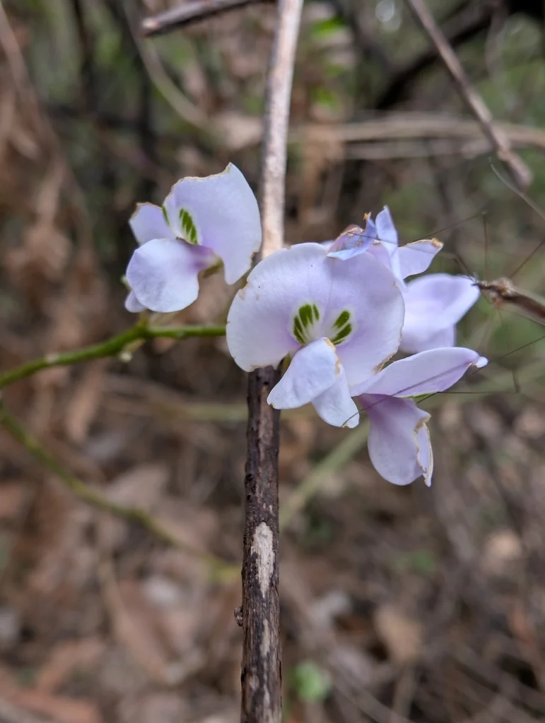 Hardenbergia Comptoniana