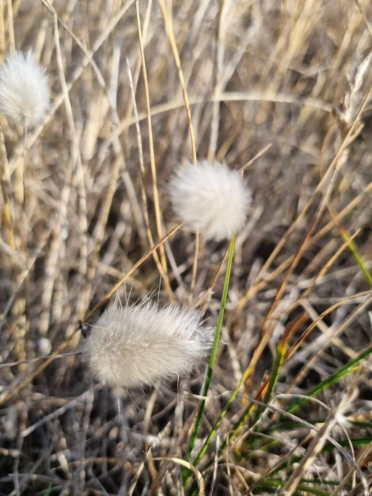 Lagurus Ovatus