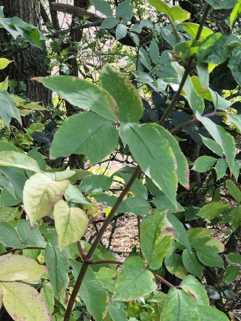 Sambucus nigra