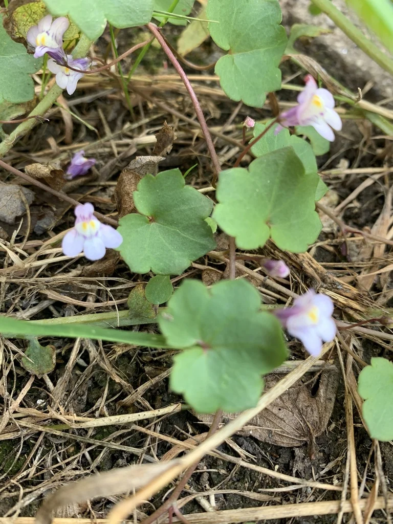 Cymbalaria Muralis