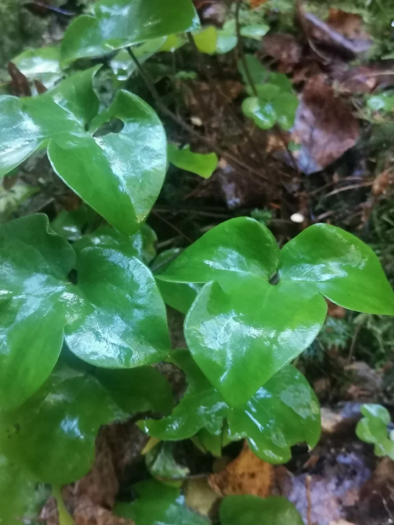Hepatica Nobilis