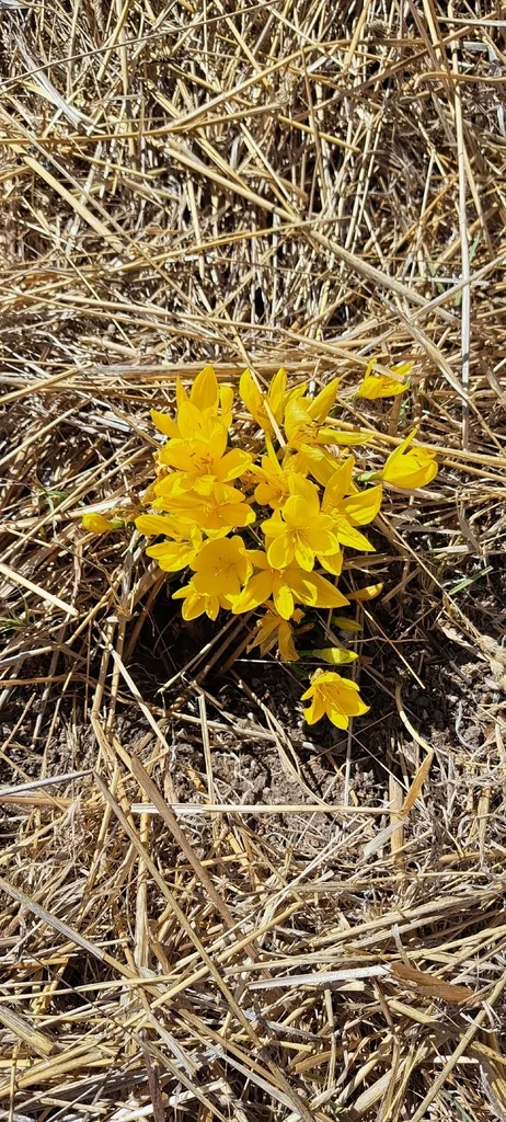 Sternbergia lutea