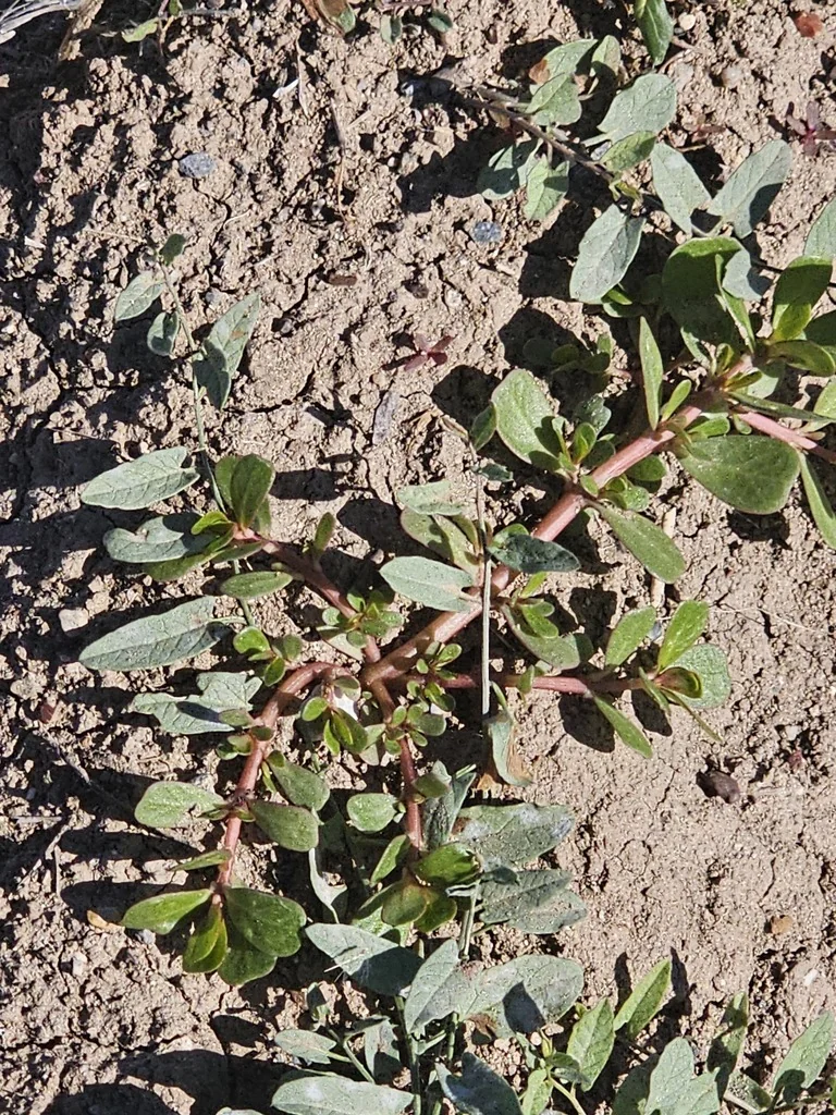Portulaca oleracea