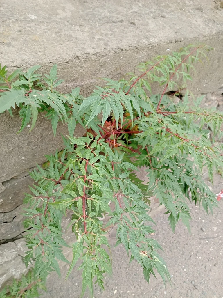 Rhus Typhina