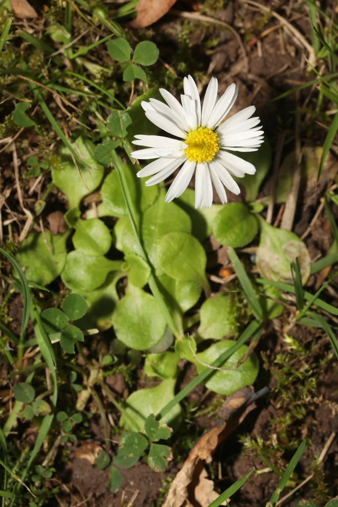 Bellis Perennis