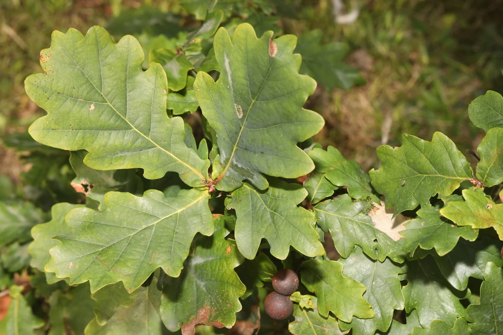 Quercus Robur