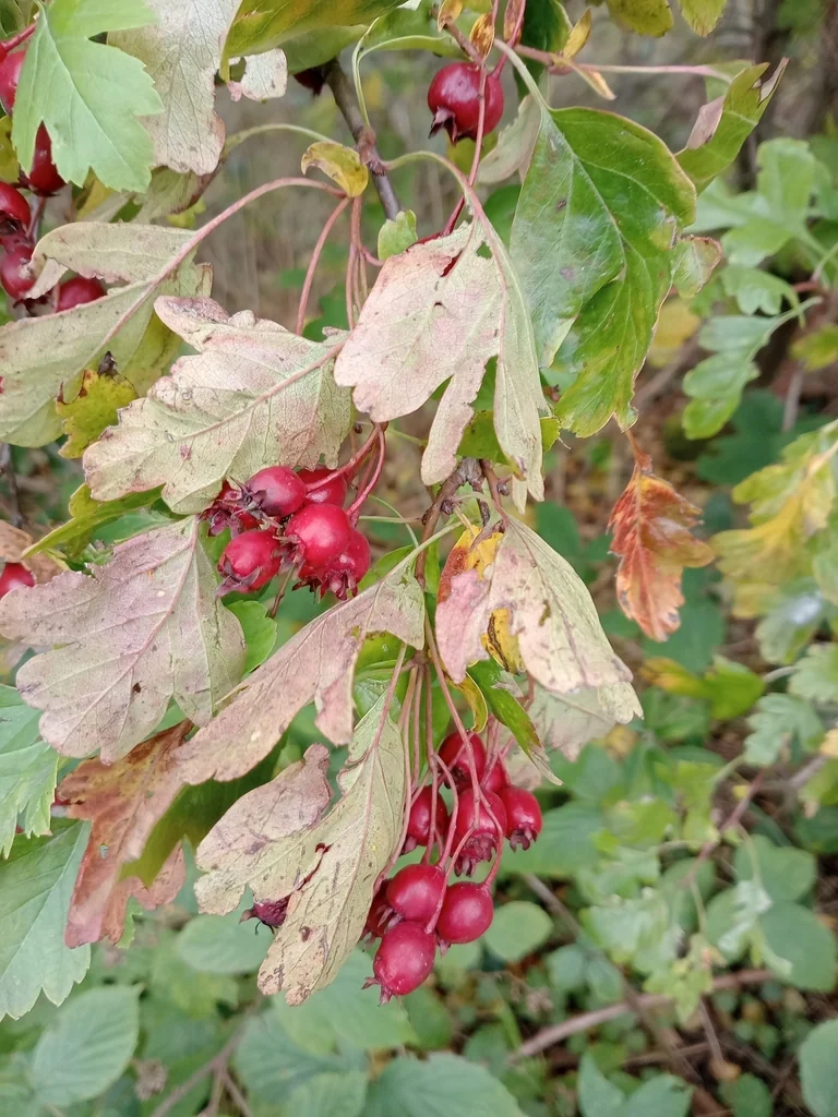 Crataegus Monogyna