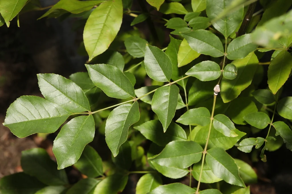 Fraxinus Ornus