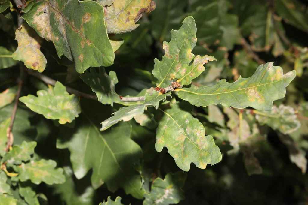 Quercus Robur