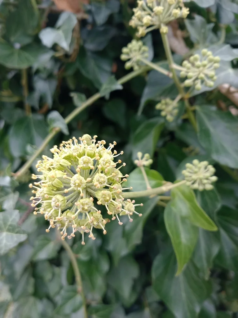 Hedera helix