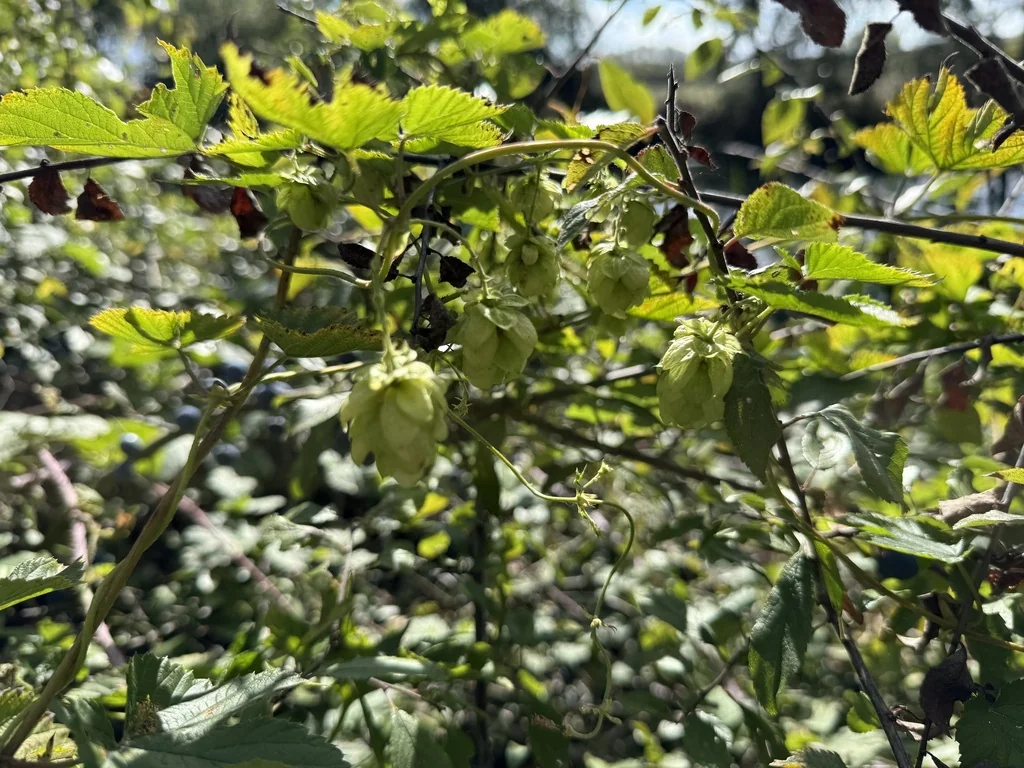 Humulus Lupulus