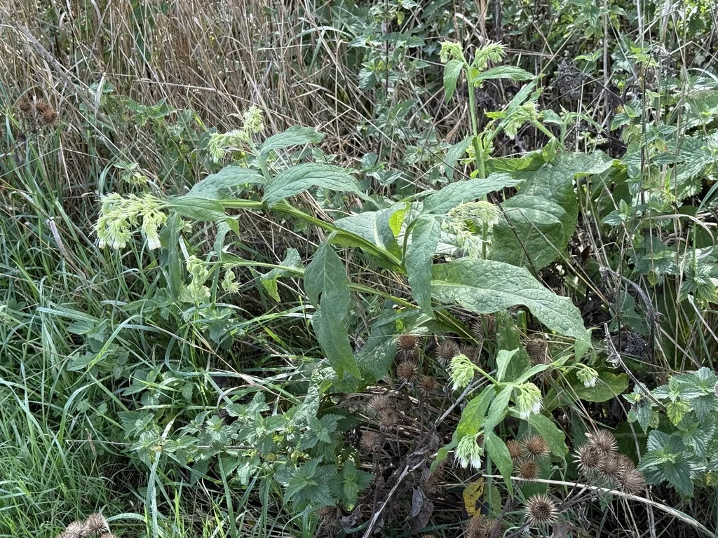 Symphytum Officinale