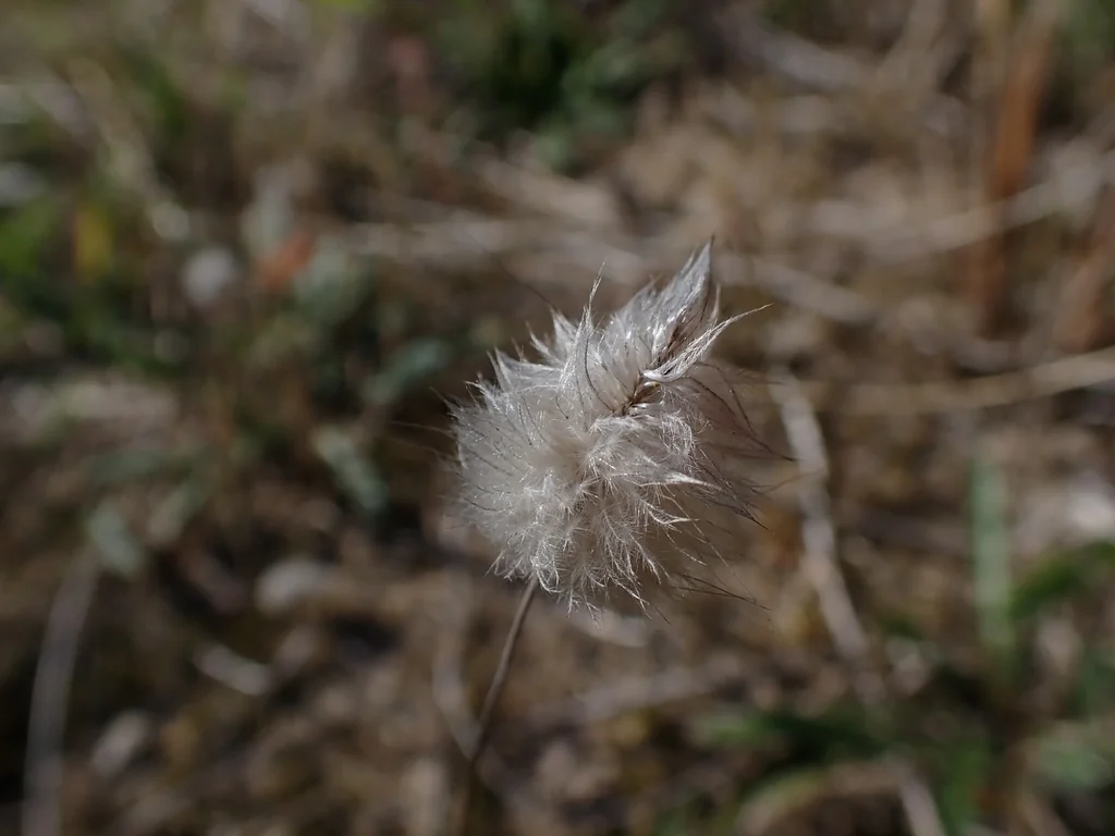 Lagurus Ovatus