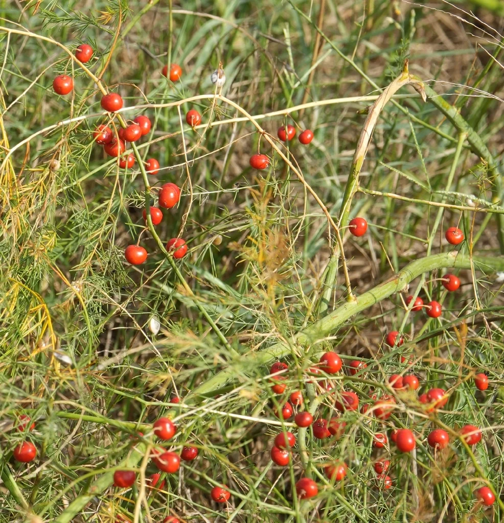 Asparagus Officinalis