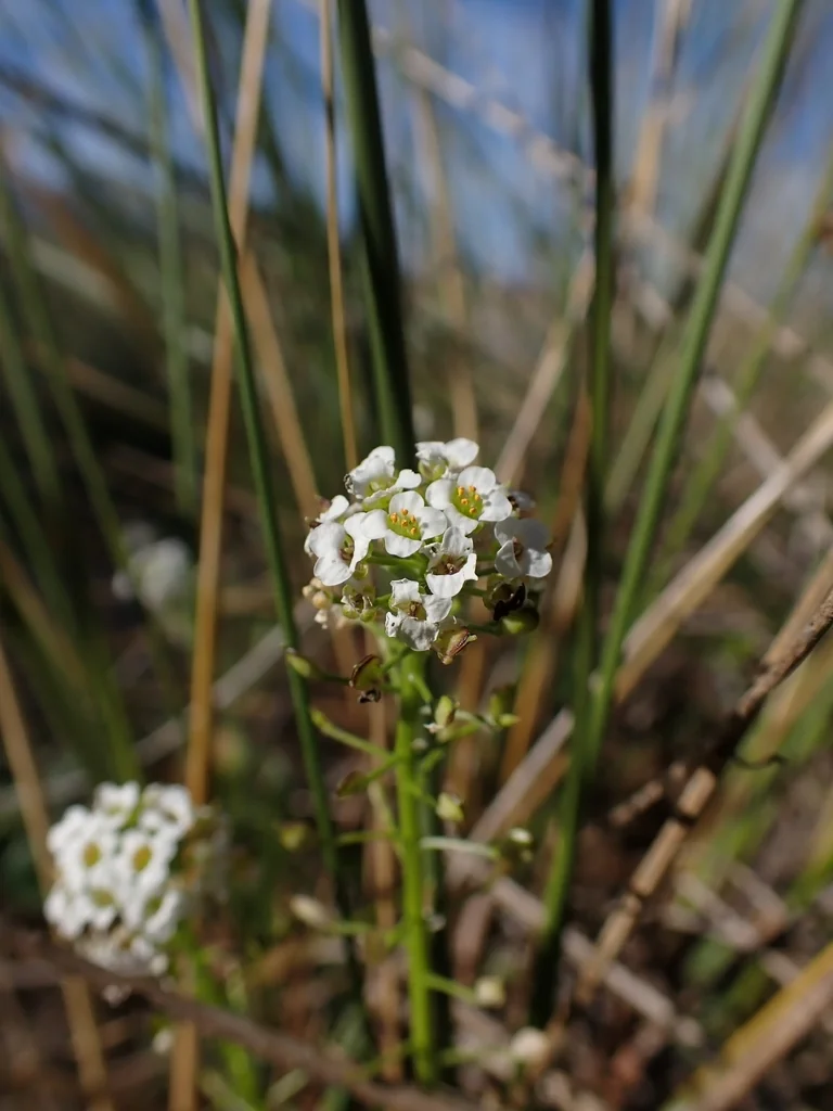 Lobularia maritima