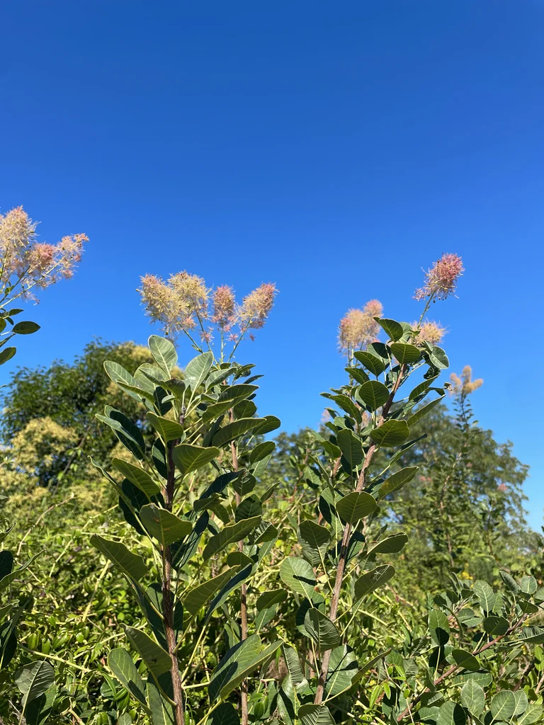 Cotinus coggygria