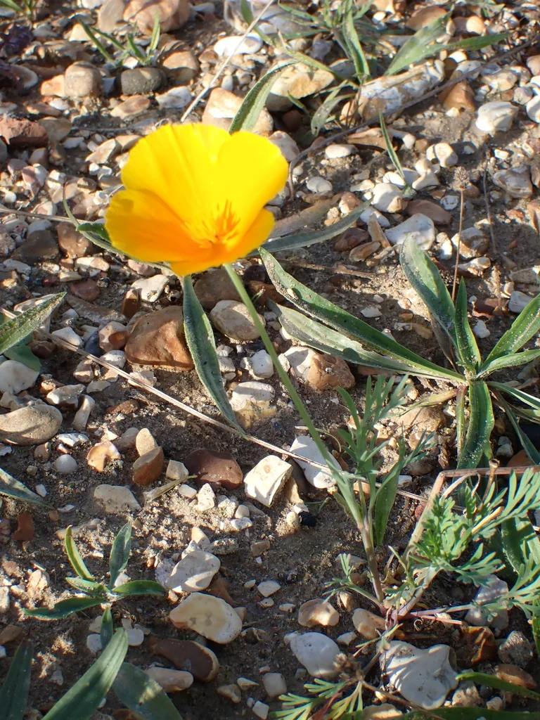 Eschscholzia Californica