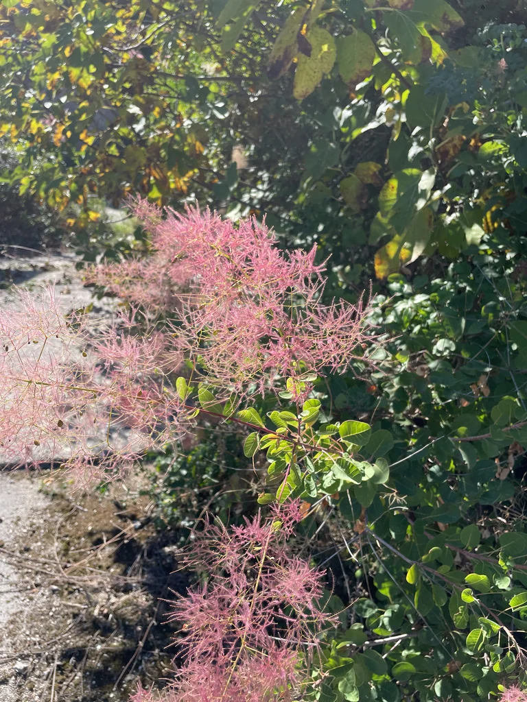 Cotinus coggygria