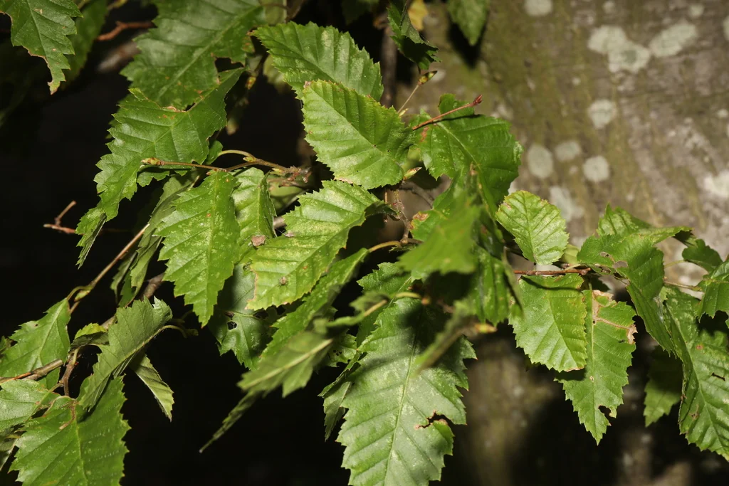 Carpinus Betulus