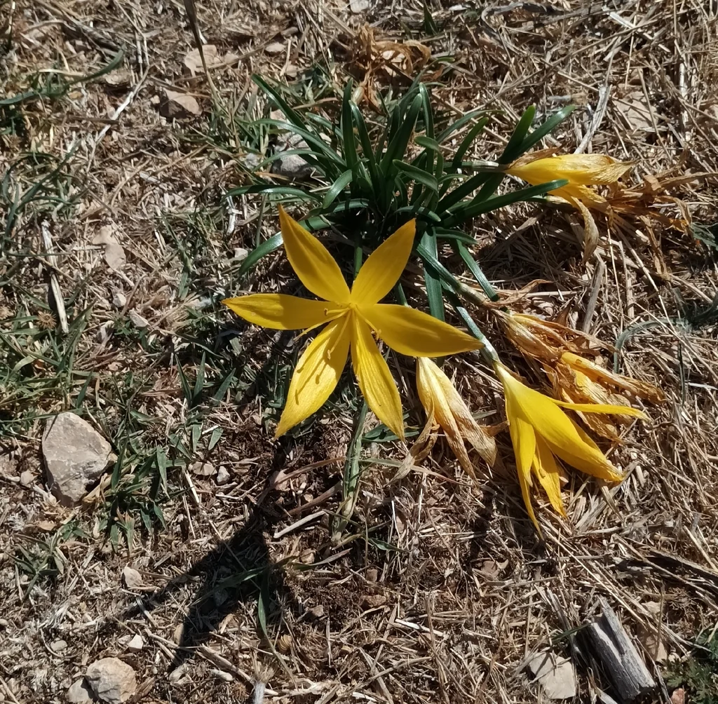Sternbergia lutea