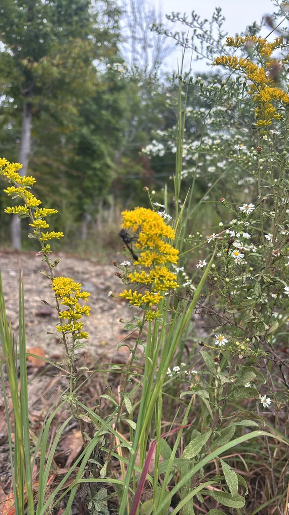 Solidago Nemoralis