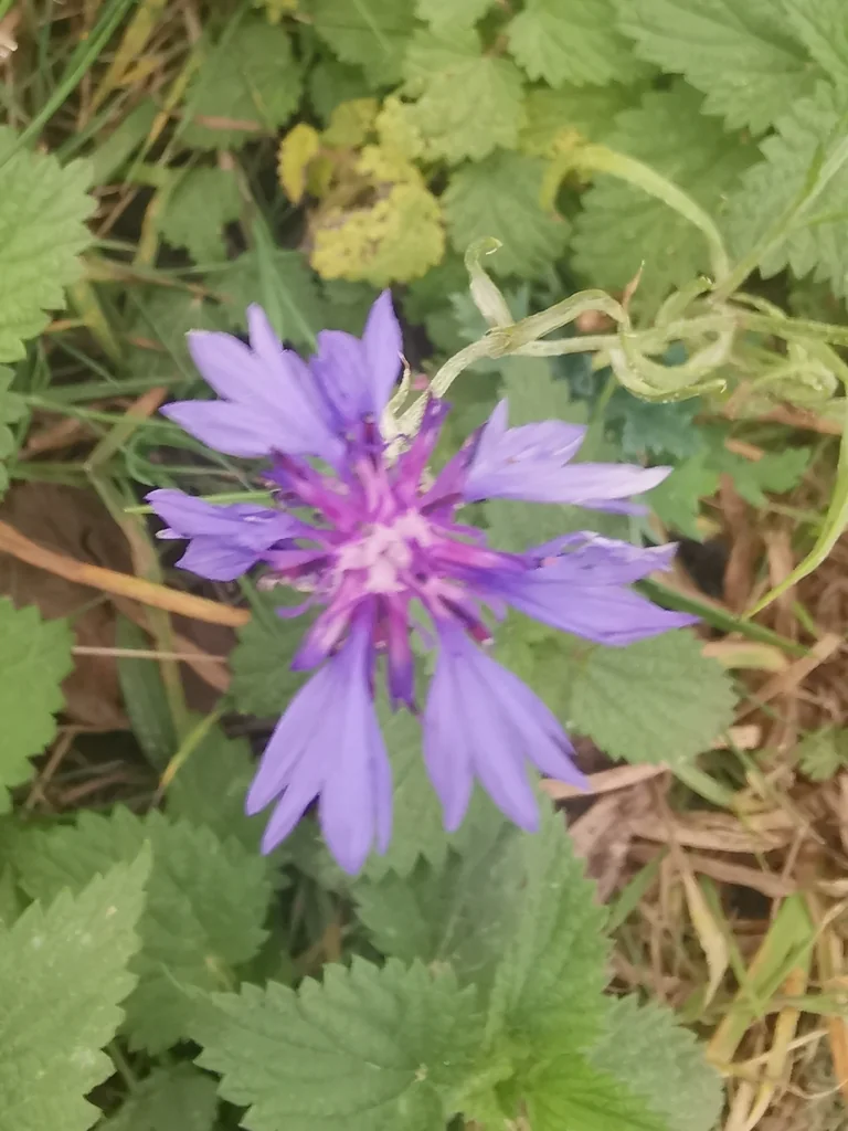 Centaurea Cyanus