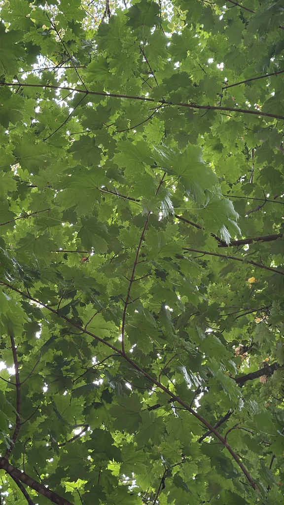 Acer Platanoides