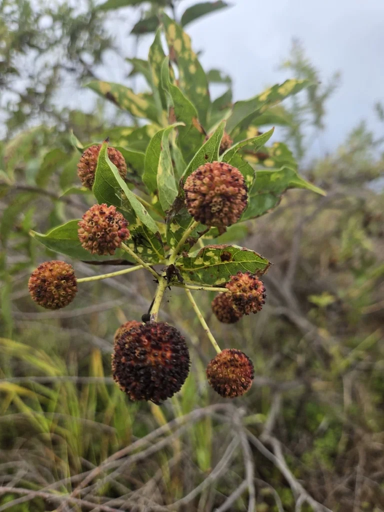 Cephalanthus Occidentalis