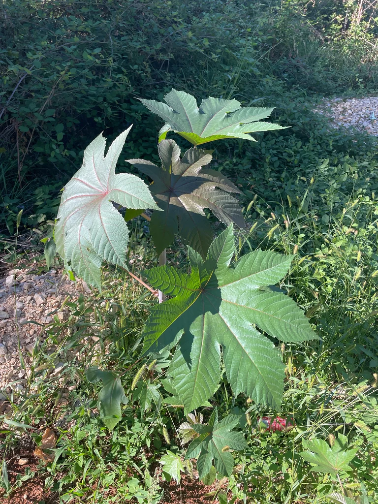 Ricinus Communis