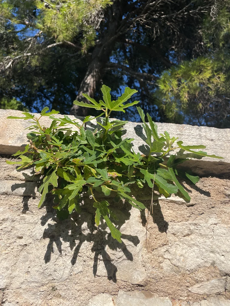 Ficus Carica