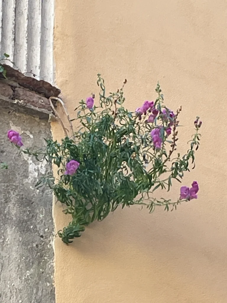 Antirrhinum Majus
