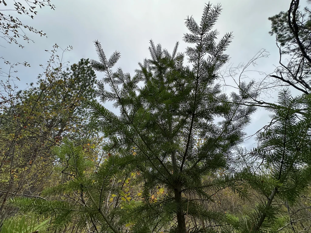 Pseudotsuga Menziesii