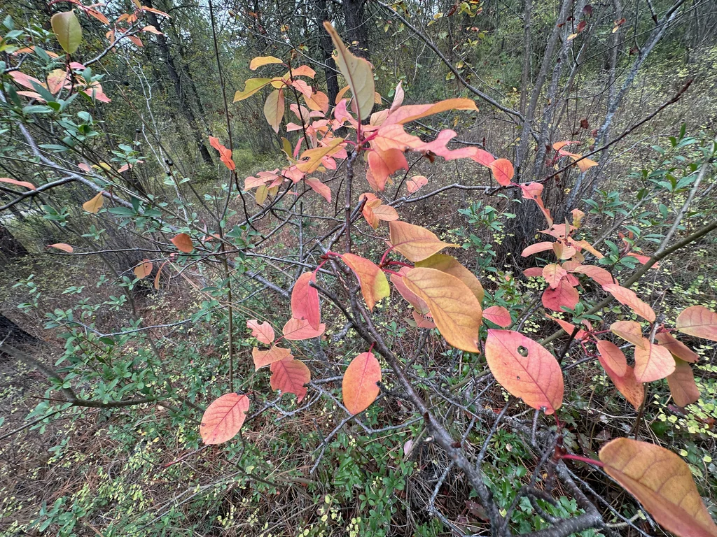 Prunus Virginiana