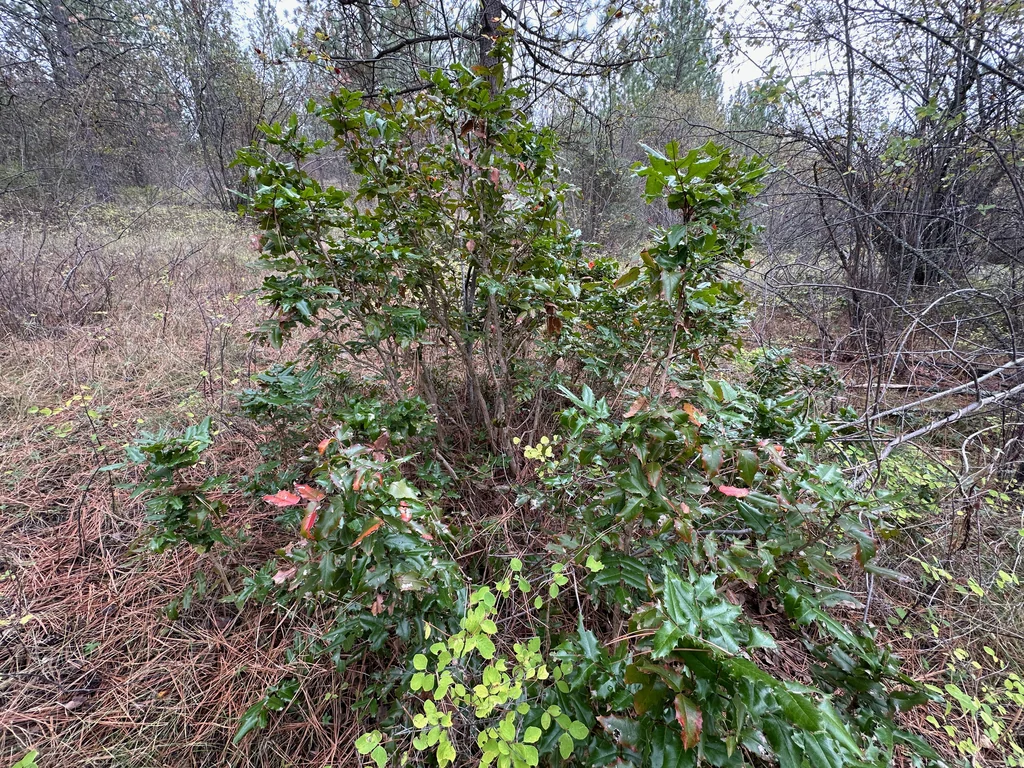 Mahonia Aquifolium