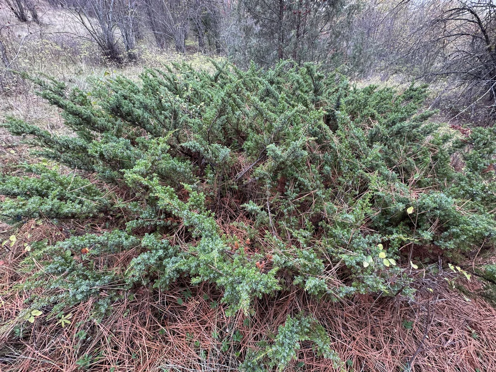 Juniperus Communis