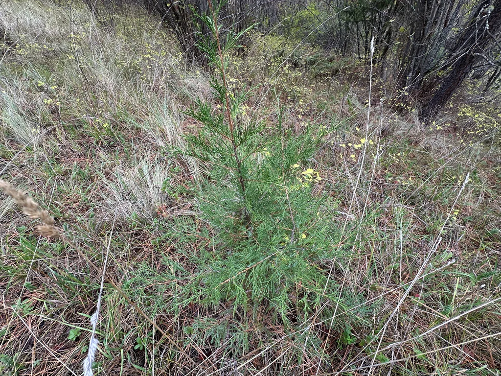 Juniperus Scopulorum