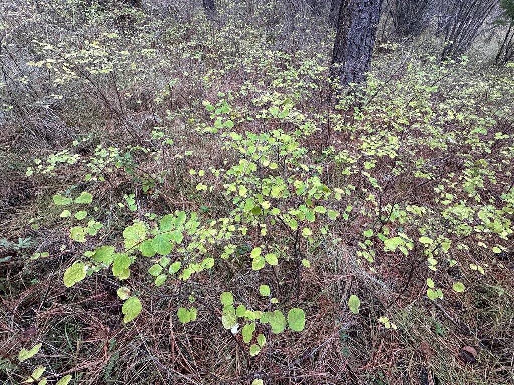 Symphoricarpos Albus