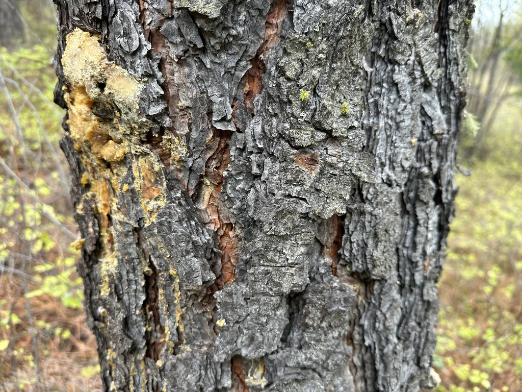 Pinus Ponderosa