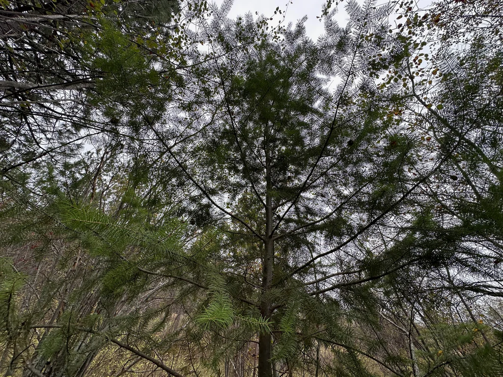 Pseudotsuga Menziesii