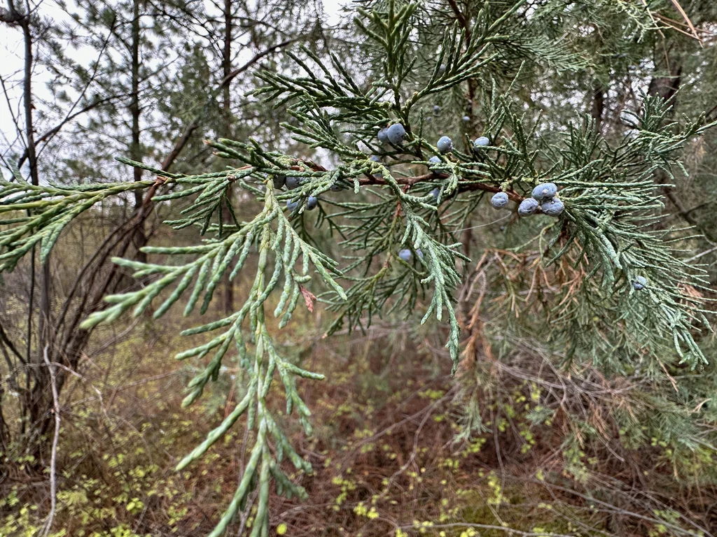 Juniperus Scopulorum