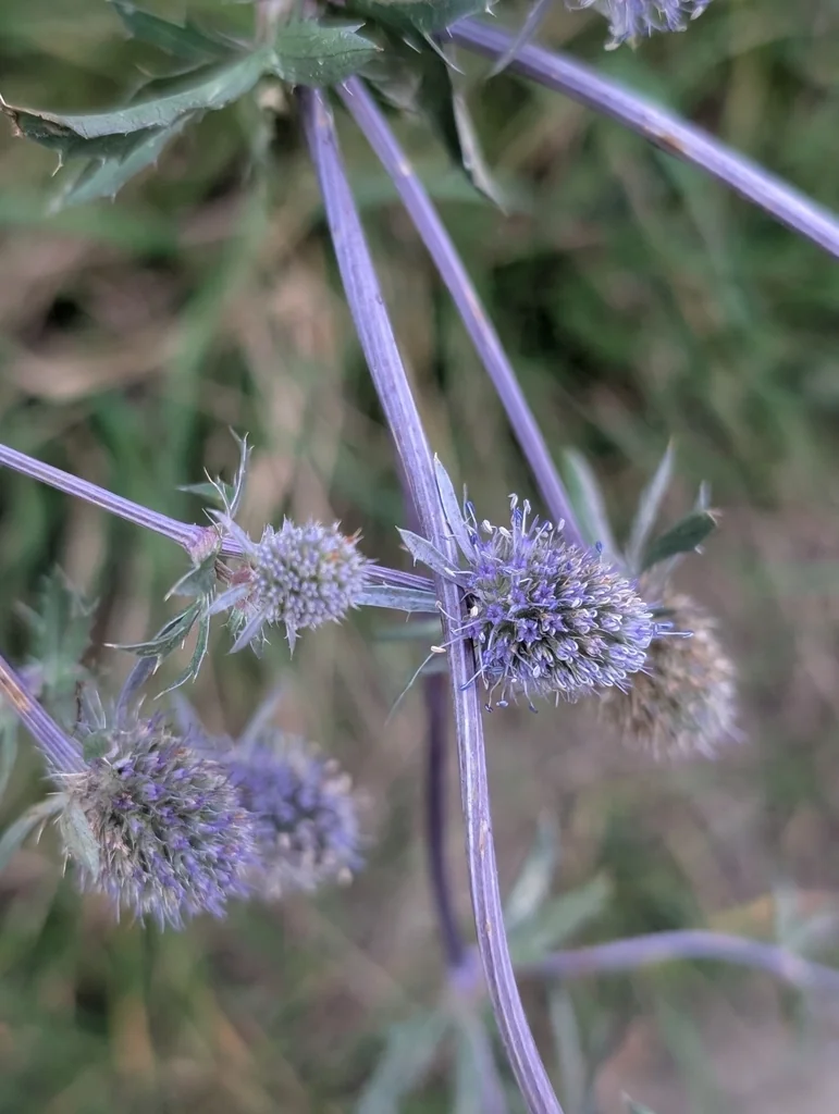 Eryngium Planum