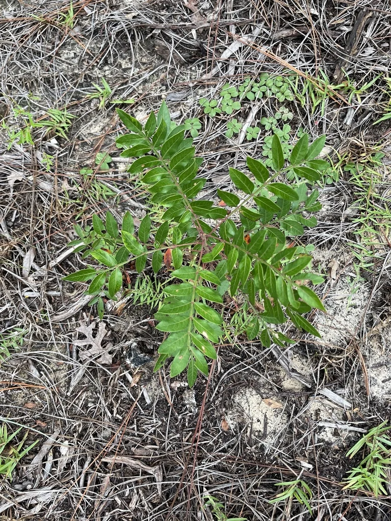 Rhus Copallina