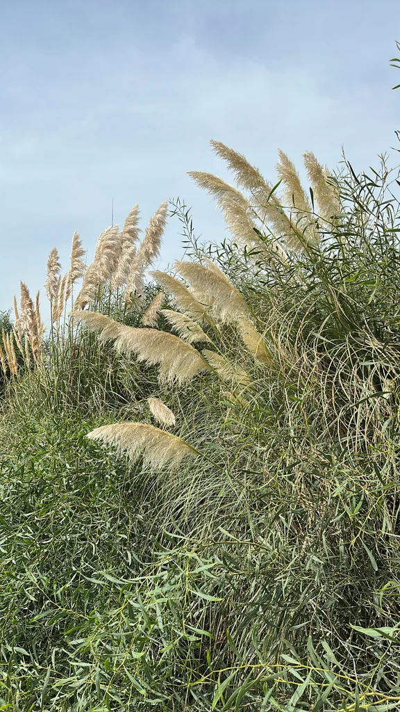 Cortaderia Selloana
